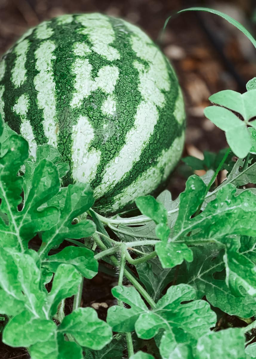 As you would expect a fresh watermelon is key to Watermelon and Feta Salad