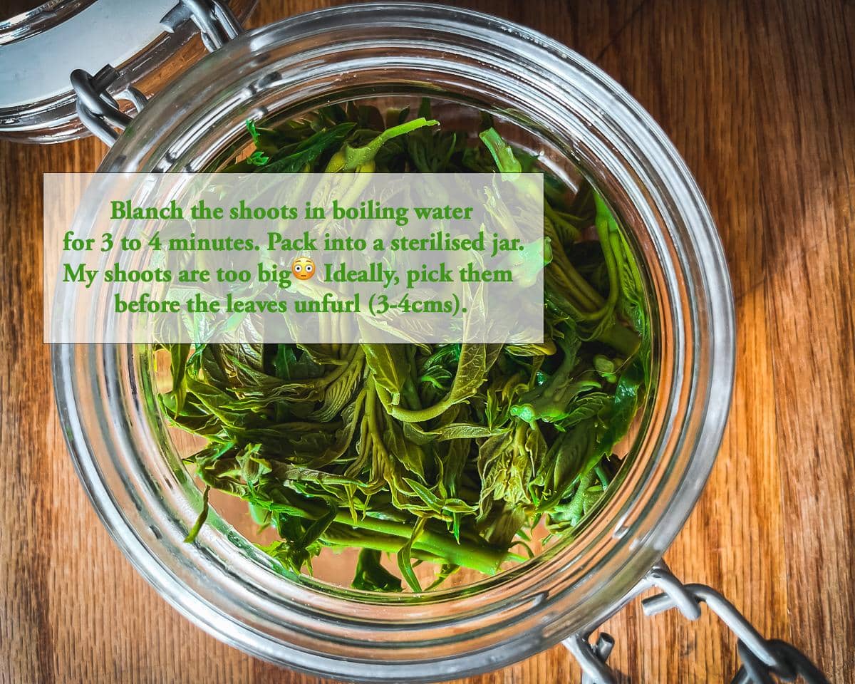 Jar with shoots with wild pistachio shoots, ready for pickling.