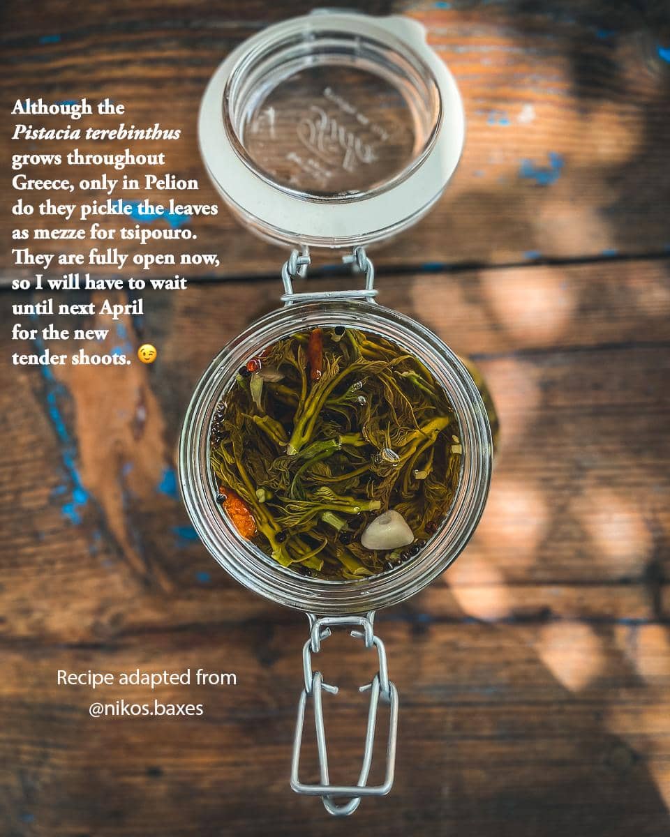 Jar of Wild Pistachio Leaves, pickled with chilli, garlic and peppercorns.