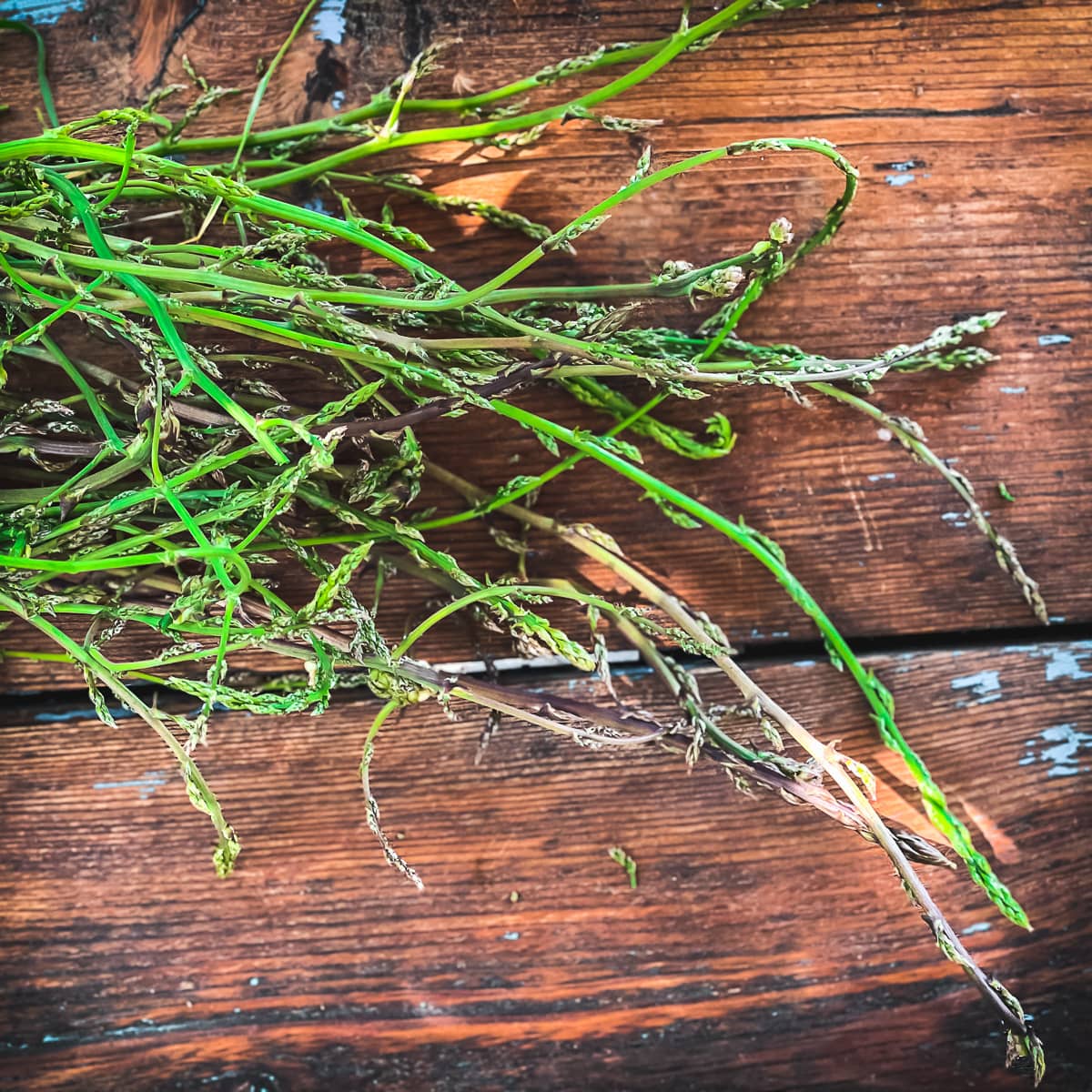 Freshly harvested wild asparagus.