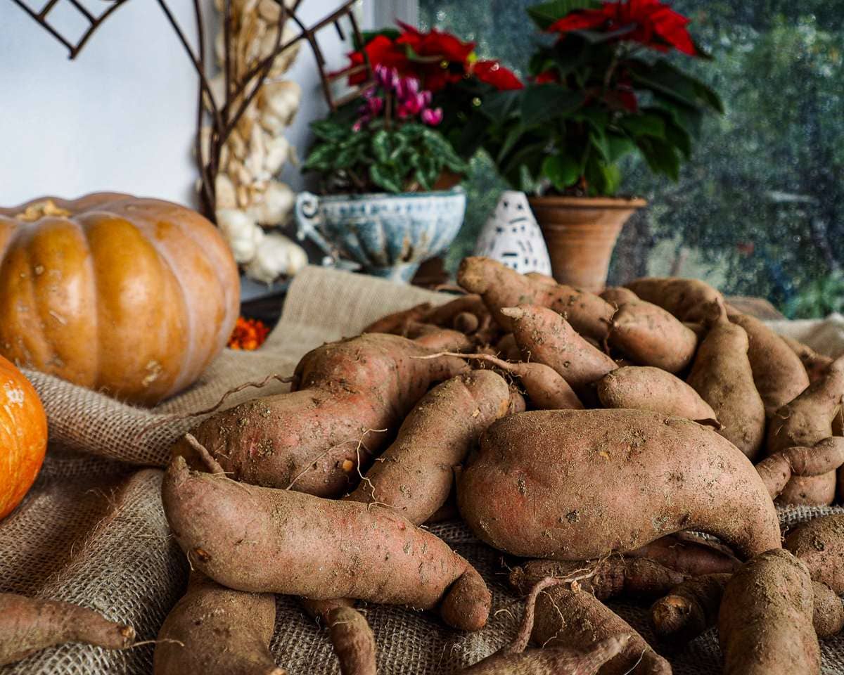New crop of home grown sweet potatoes