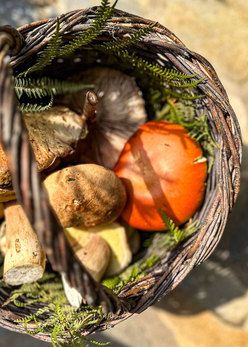 A forager's basket with Porcini and Caesar's mushrooms from Mt Pelion, Greece